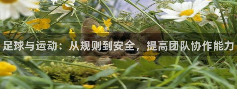 欧亿体育官方正版app娱乐：足球与运动：从规则到安全，提高团